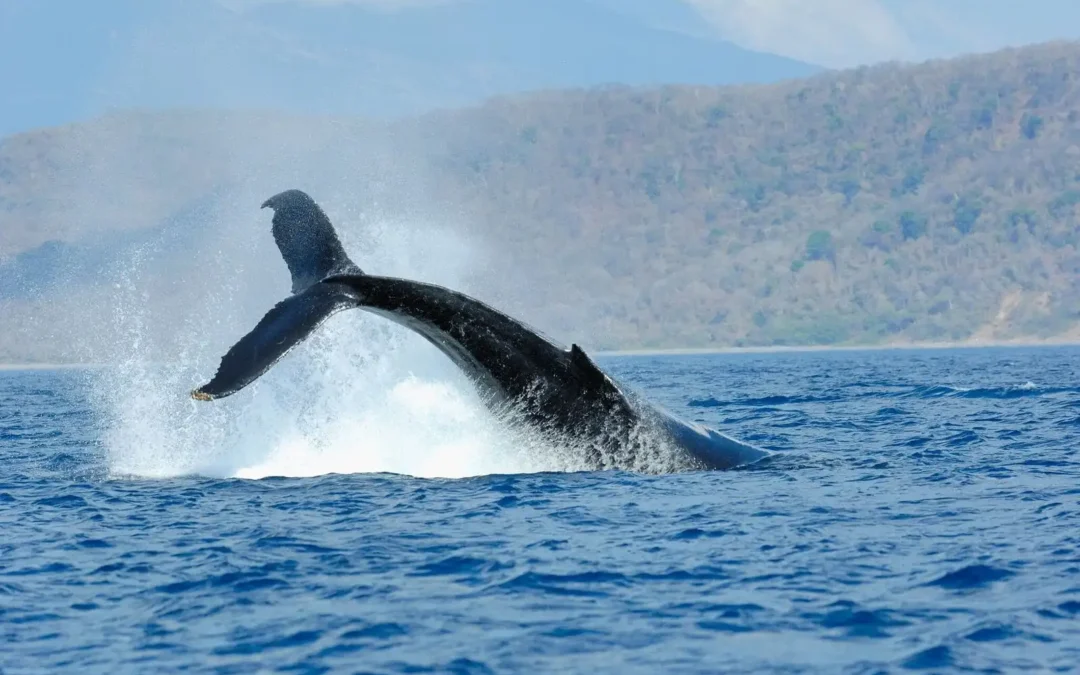 Humpback whale tail above the water near Quepos