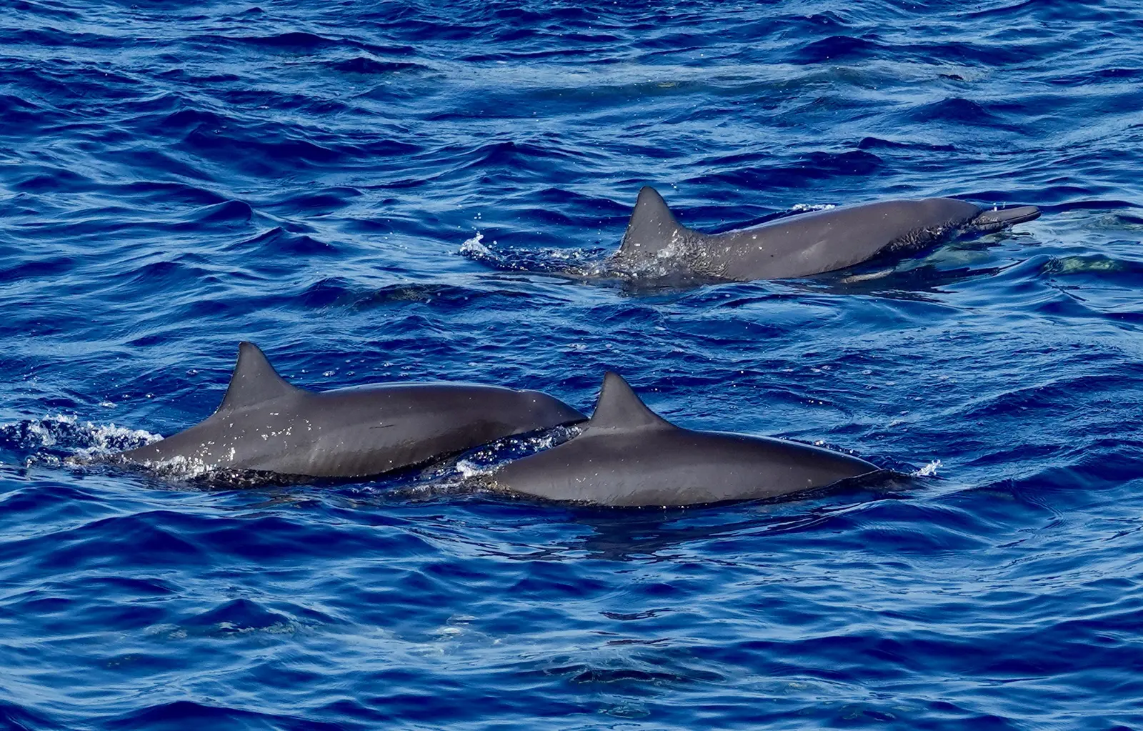 A pod of dolphins with multiple fins breaking the surface near the boat.