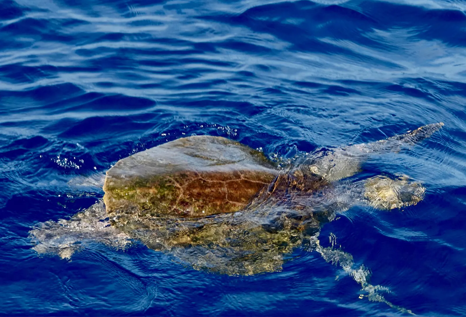 A sea turtle floating at the surface of deep blue ocean water, its algae-mottled shell just breaking the surface and one flipper extended.