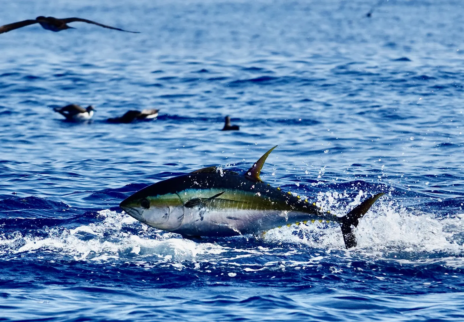 A yellowfin tuna breaking through the ocean surface with seabirds diving in the background off Quepos.