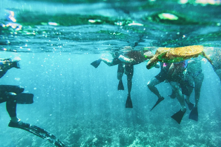 A sea turtle swimming beside snorkelers in clear water off Quepos