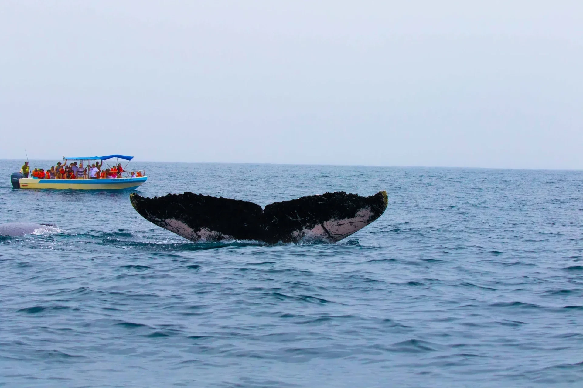 A humpback whale surfacing off the Central Pacific coast of Costa Rica